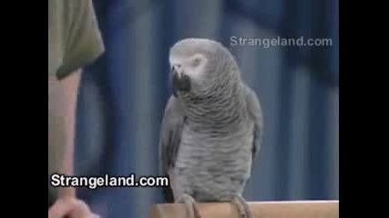 Папагал § Вижте какво прави този папагал § 