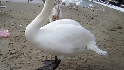 Лебеди във Варна на морето 