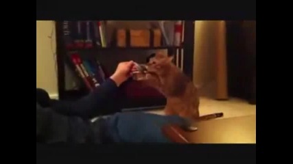 Котка тренира за боксьор