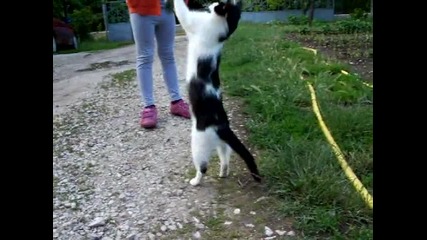 Котенца си играят! :)