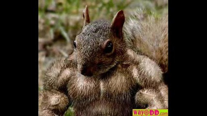 Funny Animals