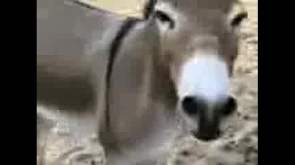 Car Crash Funny