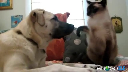 Зло коте налага куче