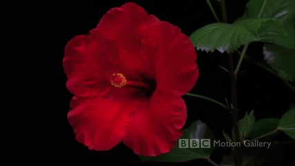 Bbc In Full Bloom