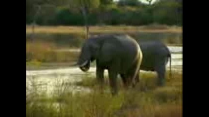 Лов на едър дивеч в Зимбабве 