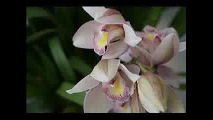 Орхидея - Машина на времето