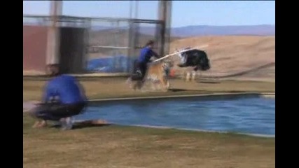 Tiger Splash at Out of Africa Wildlife Park near Sedona Arizona 