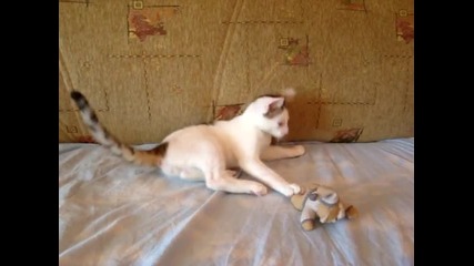 Най-сладкото Коте (6) любимата ми играчка
