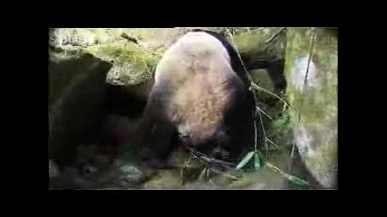Gigant Panda Bear 