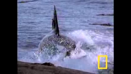 Killer Whale vs. Sea Lions