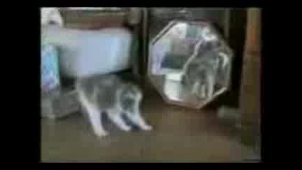 Котки