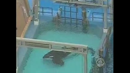 Deadly Attack at Sea World 