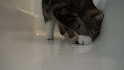 котето Мару си играе във вана
