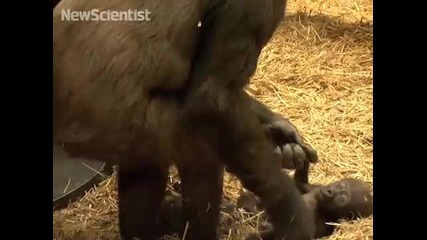 Първите стъпки за едно бебе горила