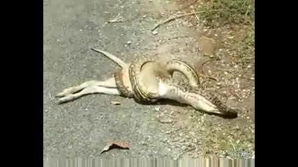 Змия Изяжда Сърничка
