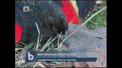 Мистериозна смърт на хиляди птици и риби 