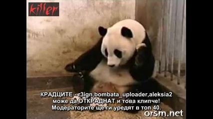 Кихането на бебе панда