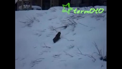 Котко С Проблем В Снега