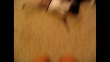 котка срещу куче!!!