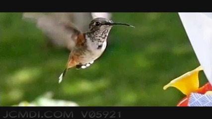 Как работи крилото на колибрито? (забавен кадър) 