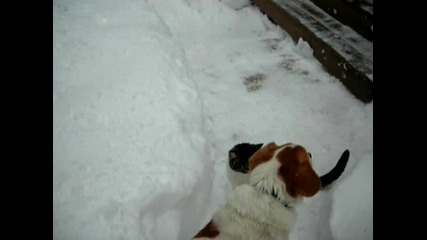 Elaine burrows in snow