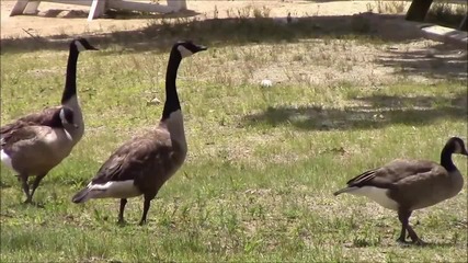 Water birds