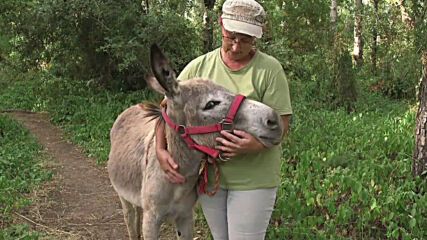 'Donkey therapy' helps Spanish healthcare workers recover from COVID-19 stress