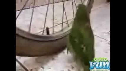 папагал се опитва да спадне гумата на колело смешен 