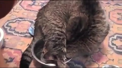 Котка Пие Вода По Странен Начин