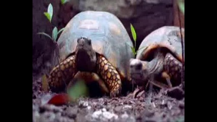 Животни които в една или друга ситуация са по - добри от хората ! 