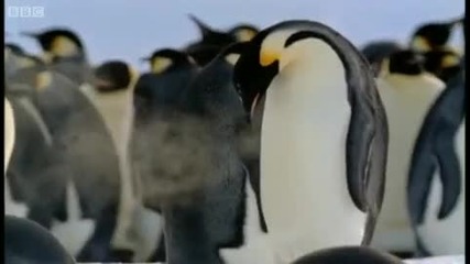 Императорските пингвини - Bbc