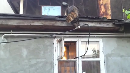 Котка се прибира в къщи като диверсант, смях