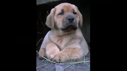 love dogs