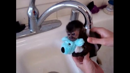 Сладка маймунка се къпе