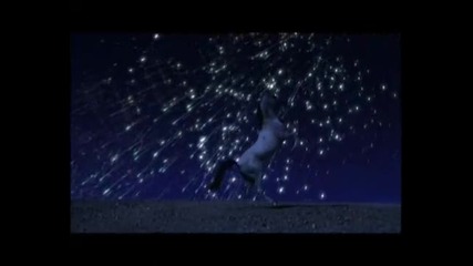 Young Black Stallion - The Rhythm Of The Horse 