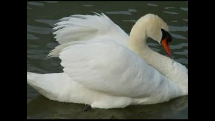 Swan Lake Ballet