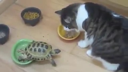 костенурка гони котки