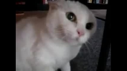 Ядосана Котка