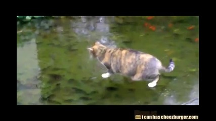 Сладко котенце иска да лови риба 