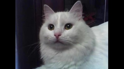 Породи котки