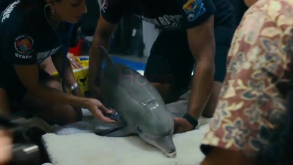 Dolphin Tale 2 *2014* Trailer