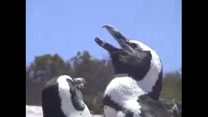 Зулуски пингвини на Boulders Beach , Cape Town, Sa 