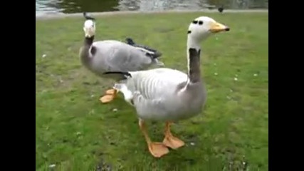 Танца на патицата 