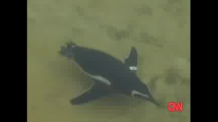Разстърват гей пингвини Gay penguins break up