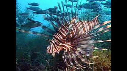 Richard Clayderman - Цветовете на морето