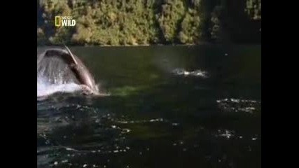 Nat Geo Wild - Най-чудатите твари в света Животни табу По приятелски