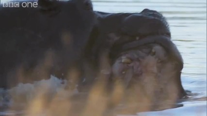 Nature - Animals