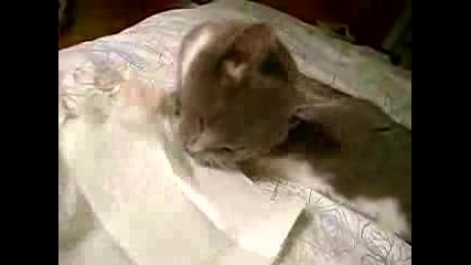 Котка изяжда домашната работа