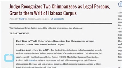 Judge Deems Research Chimpanzees 'Legal Persons' in Rights Case