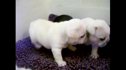 French bulldog babies